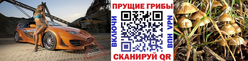 Купить где Фрязино Псилоцибиновые грибы Psilocybe